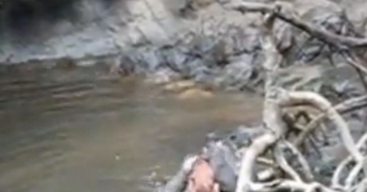Видри напали на мавпу