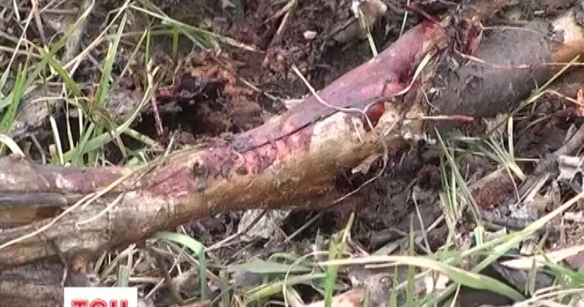 Підлітка звинувачують у замаху на вбивство