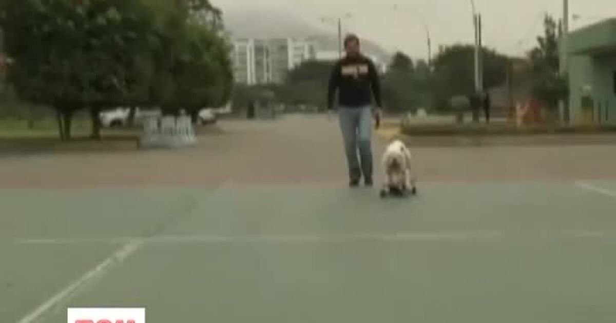 Бульдоги-скетбордисти підірвали інтернет