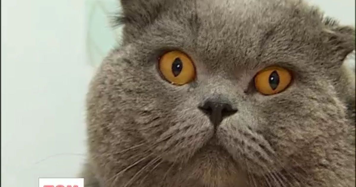 Українські коти загалом безпечні для власників