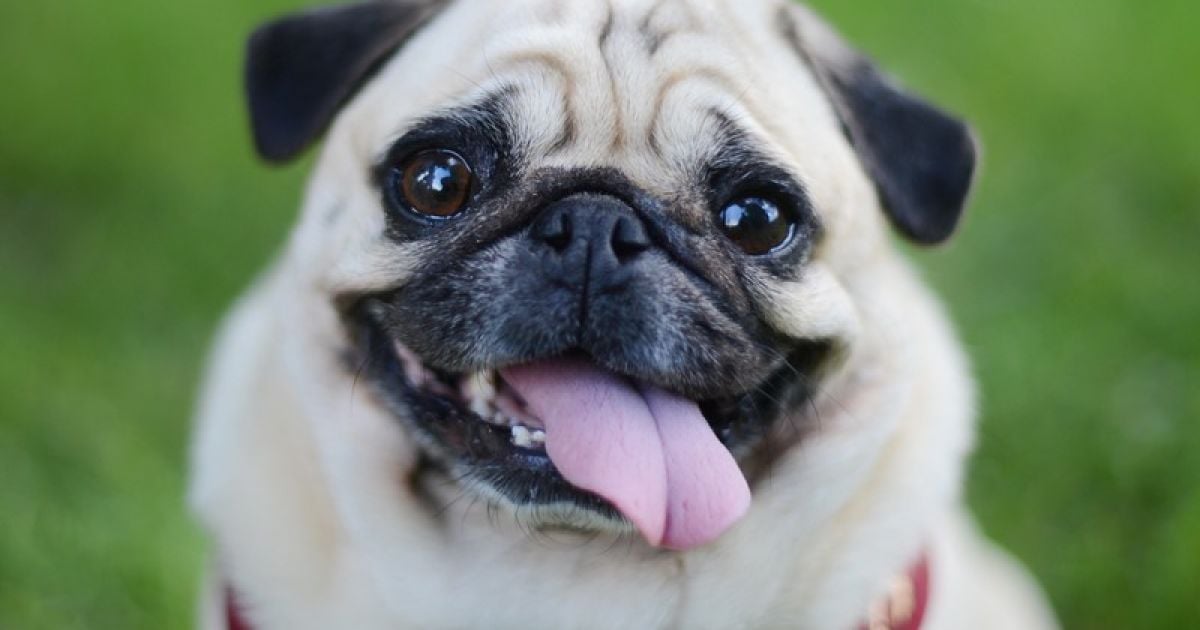 Вартість дозатора становить близько 70 дол.