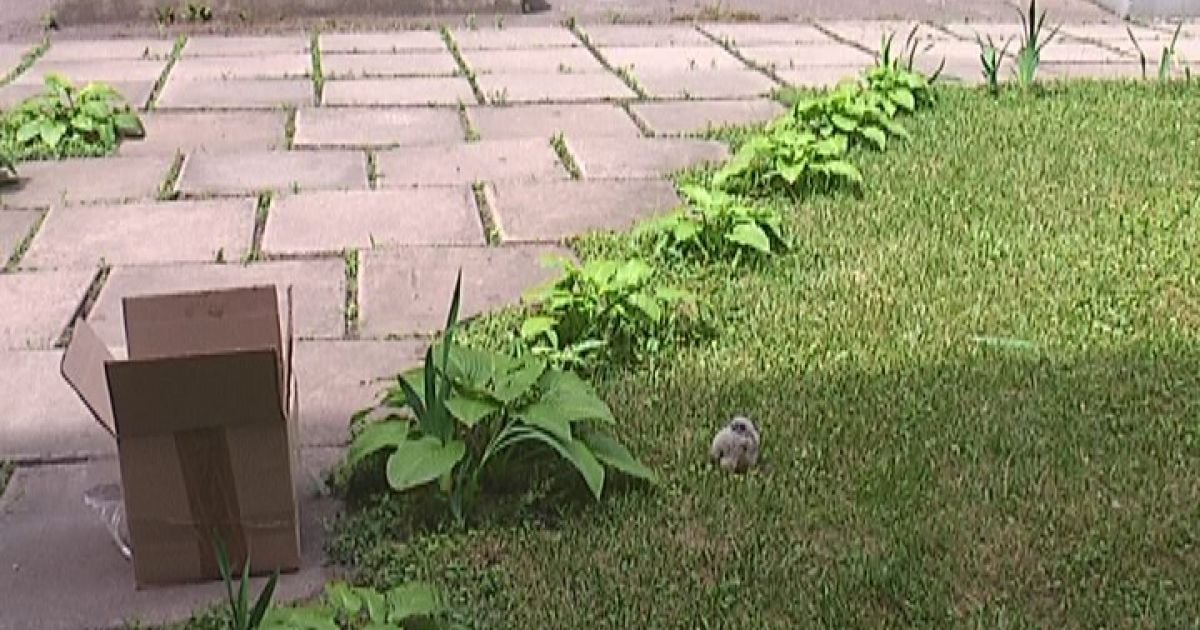 Соколеня повернулось до мами