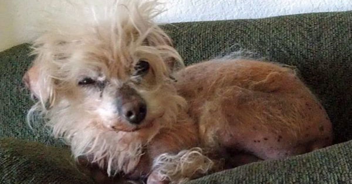 Найпотворніші собаки світу / © The Sun