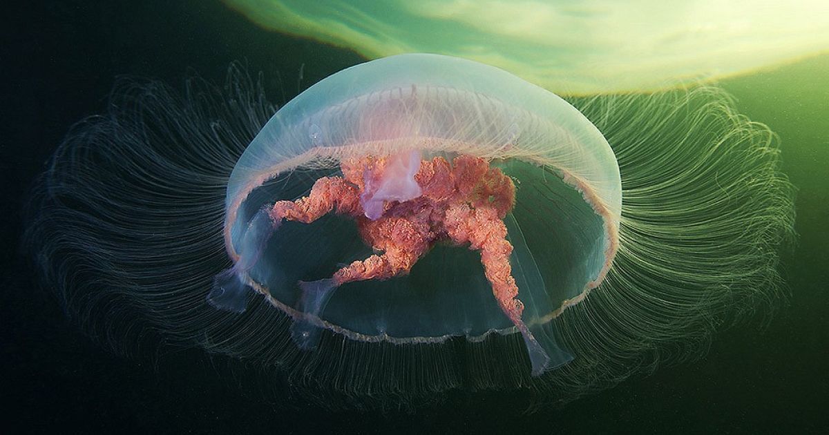 Найкращі фото першої половини 2013 року / © bigpicture.ru