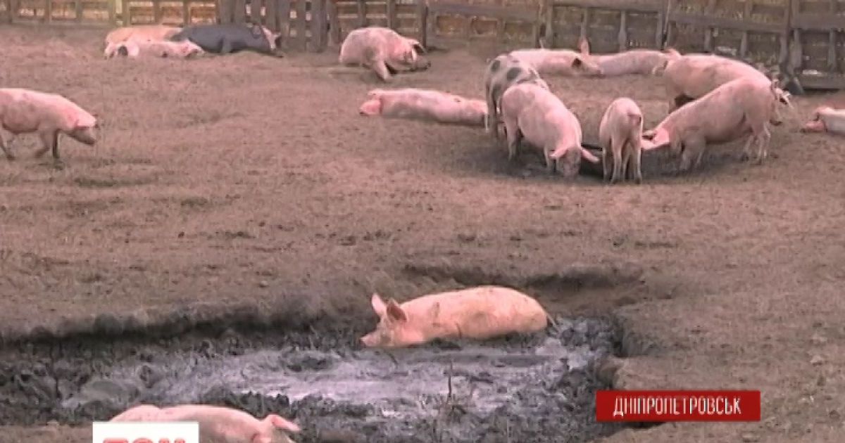 Людям дошкуляє бруд і мертві тварини