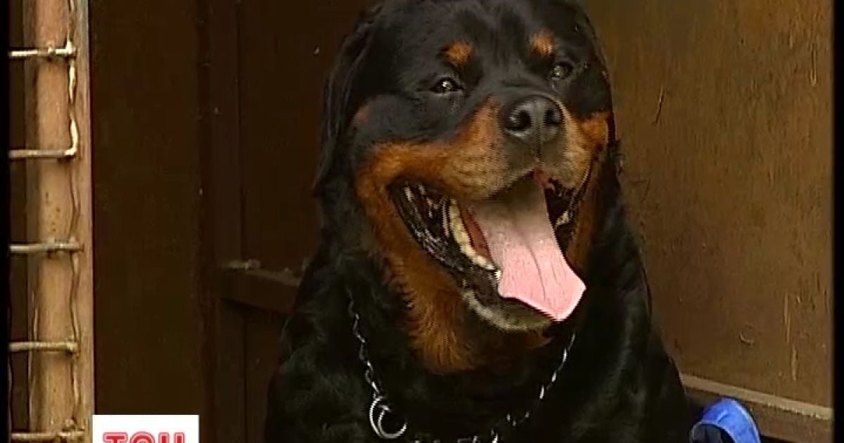 Шестирічний ротвейлер Шева чекає господаря