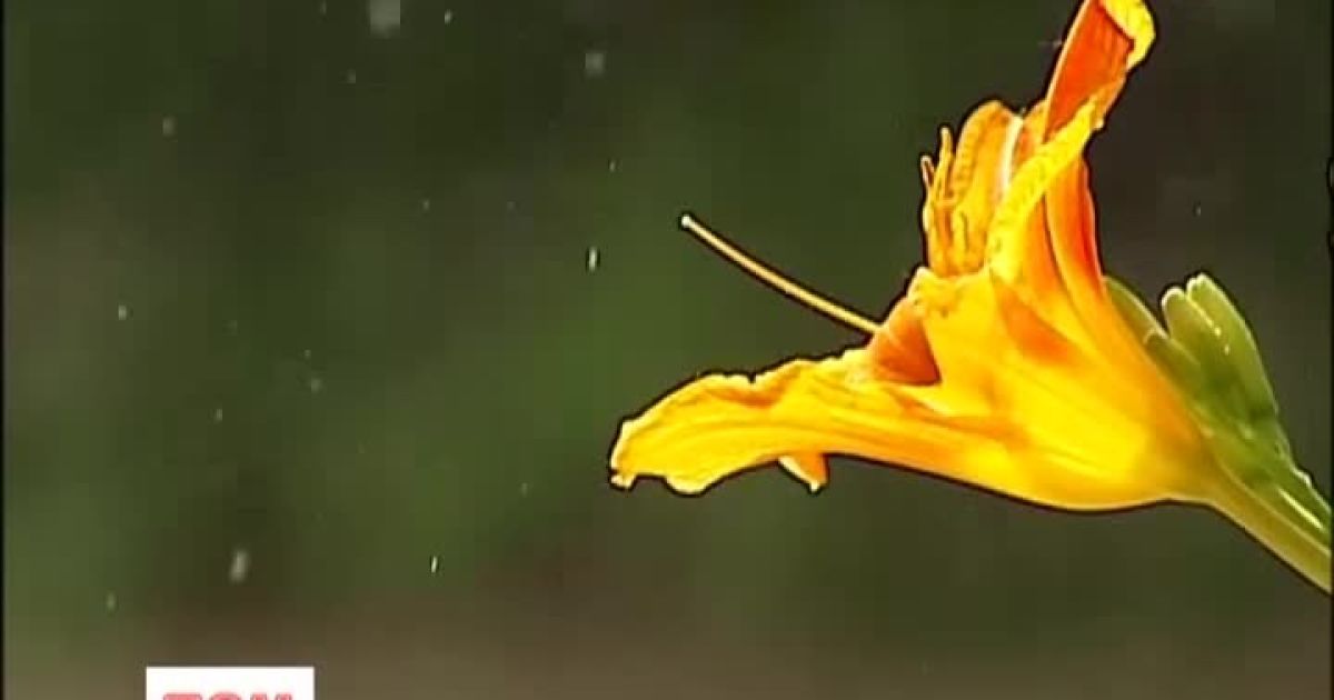 Випуск ТСН.Ранок за 1 липня 2013 року