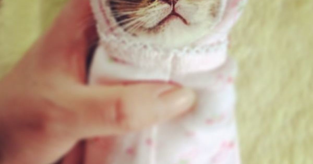Кошеня Васабі / © instagram.com/shimejiwasabi