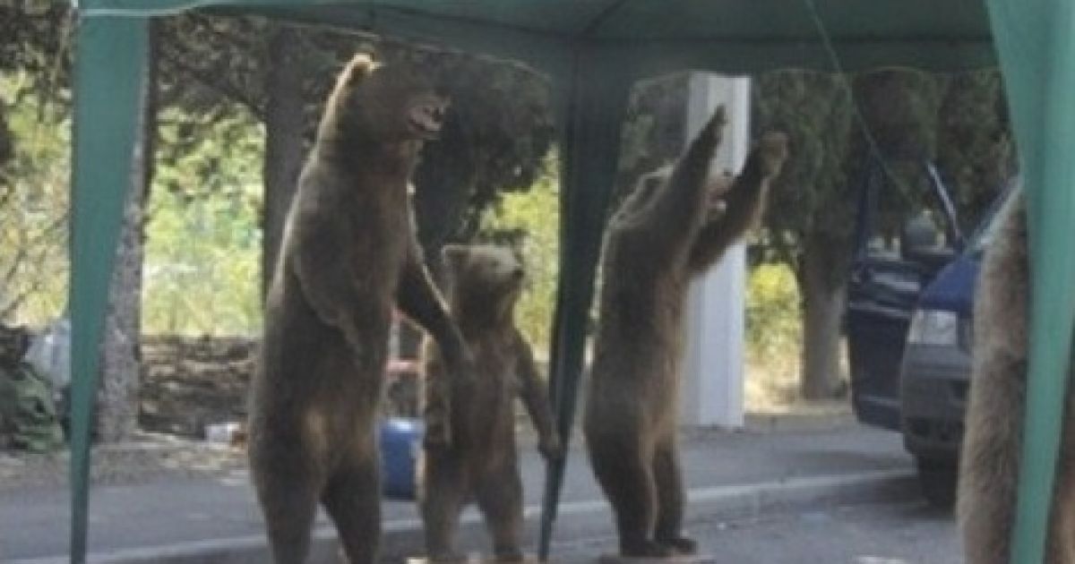 Туристів лякають ведмеді на узбіччі
