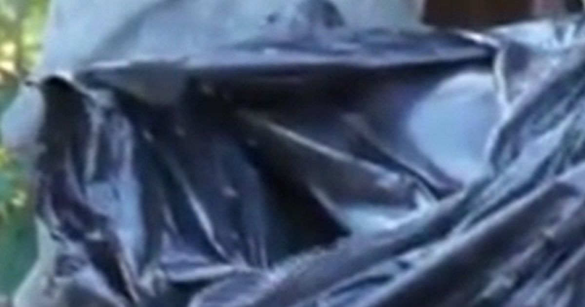 Очевидці радили поливати дельфіна водою.