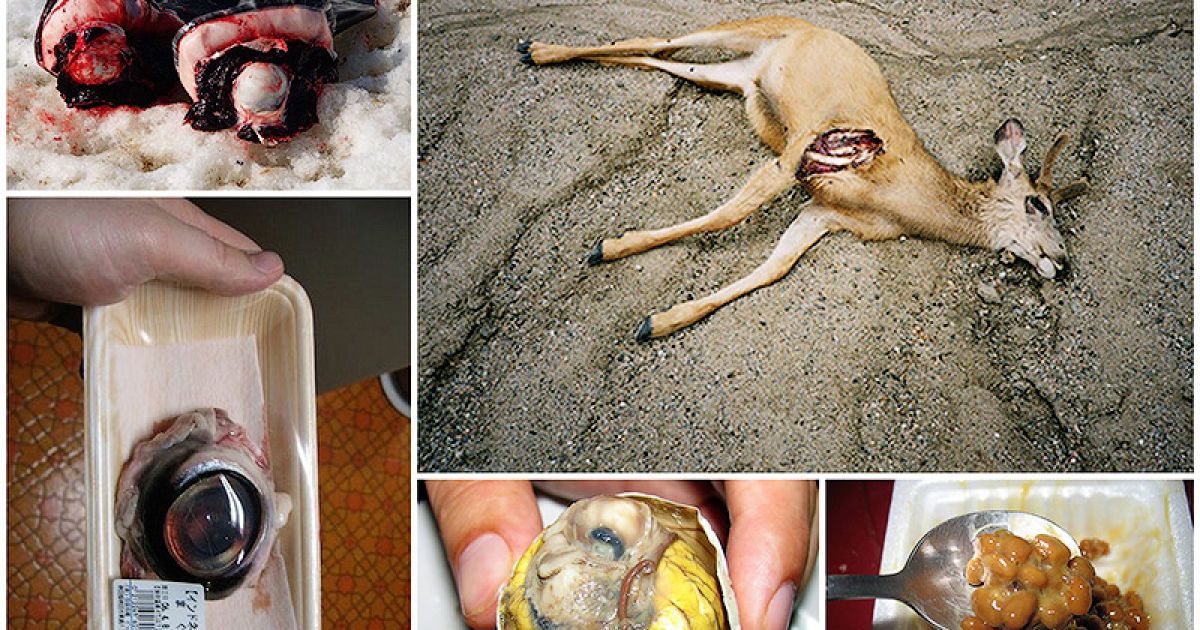 Найогидніші страви світу