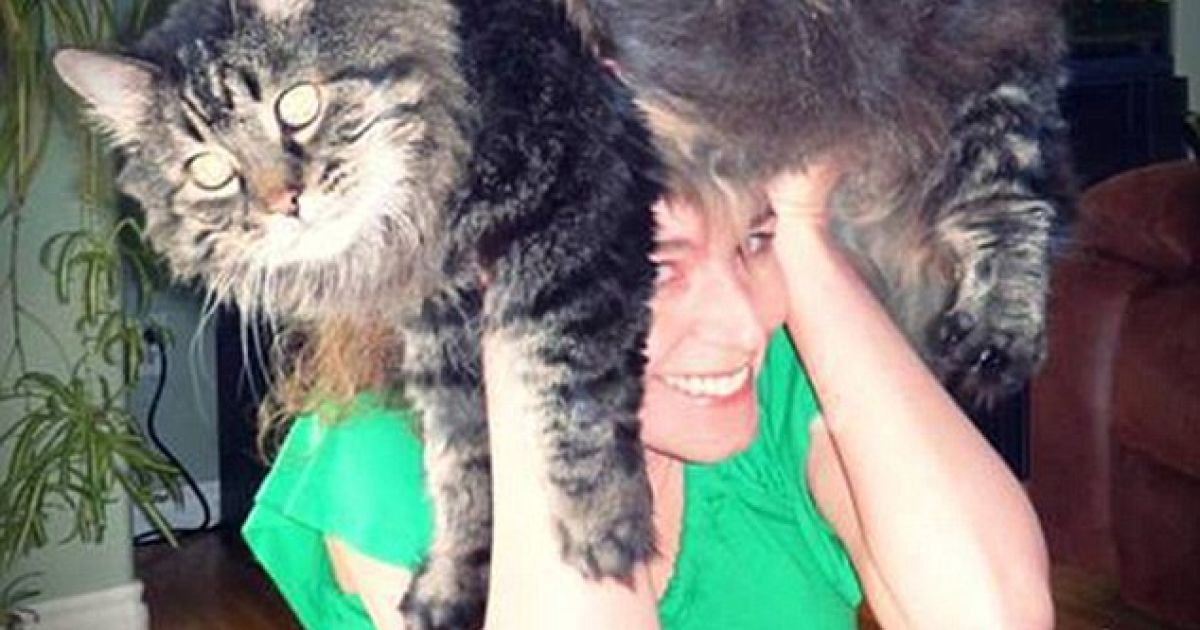 Перуки з котів / © The Daily Mail