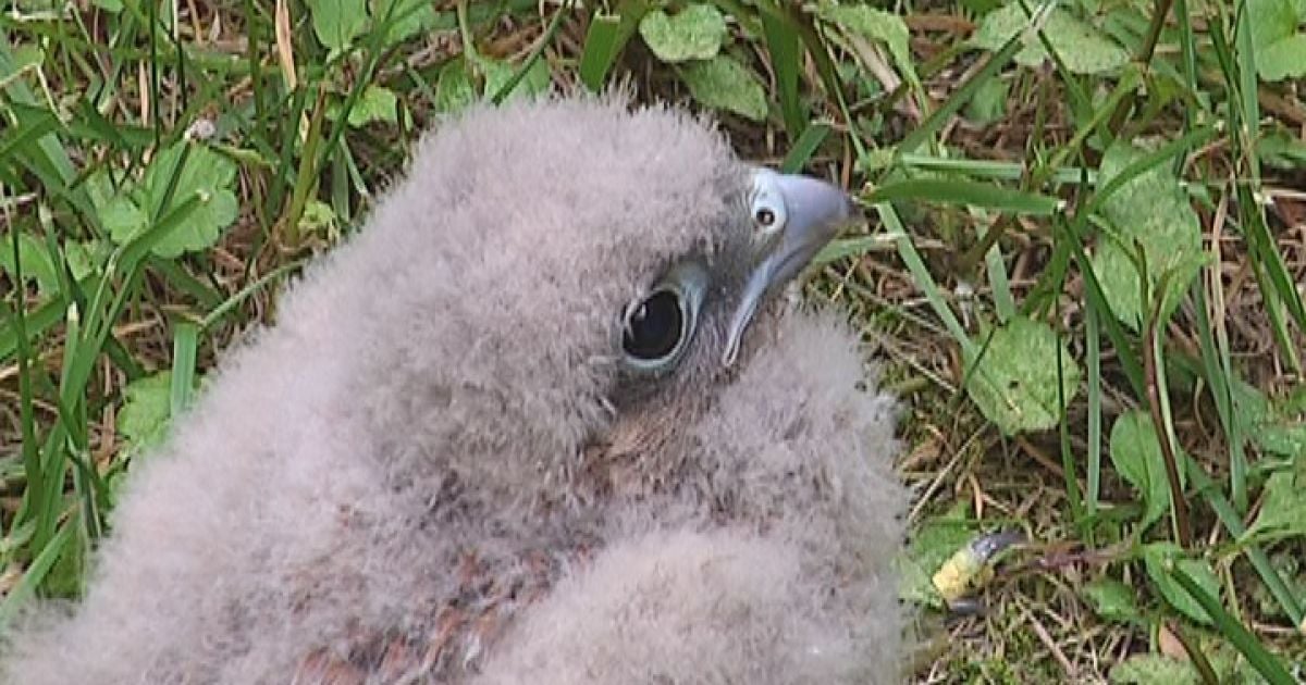 Соколеня повернулось до мами
