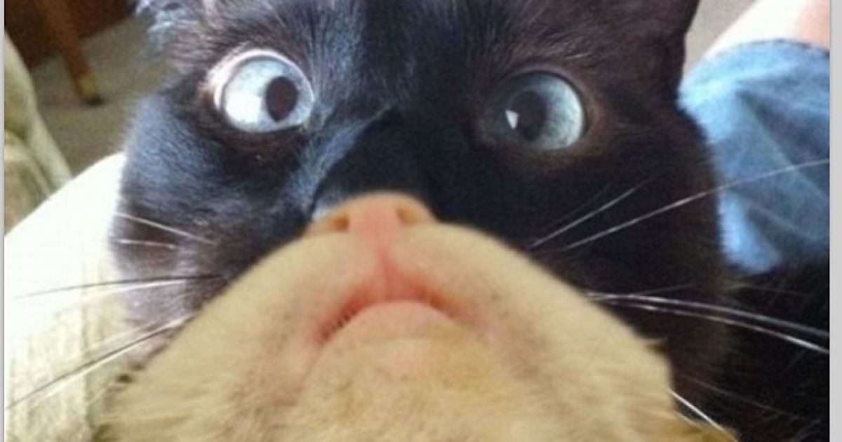 Котобороди - нове віяння в інтернеті / © Instagram