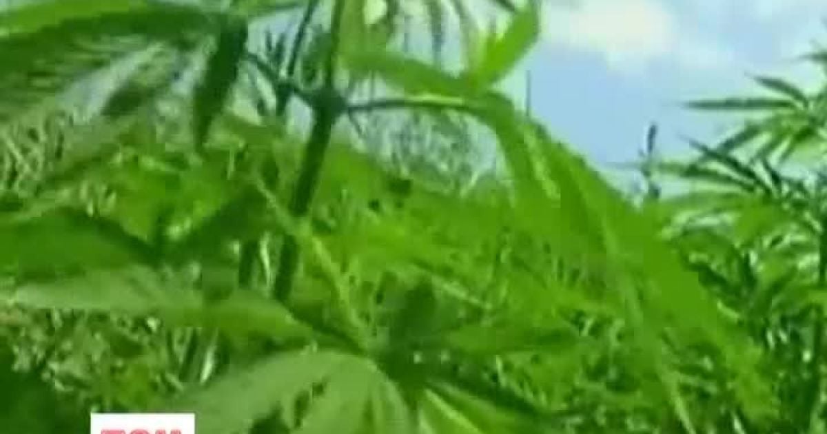 В Україні покупцям пропонують елітні сорти коноплі