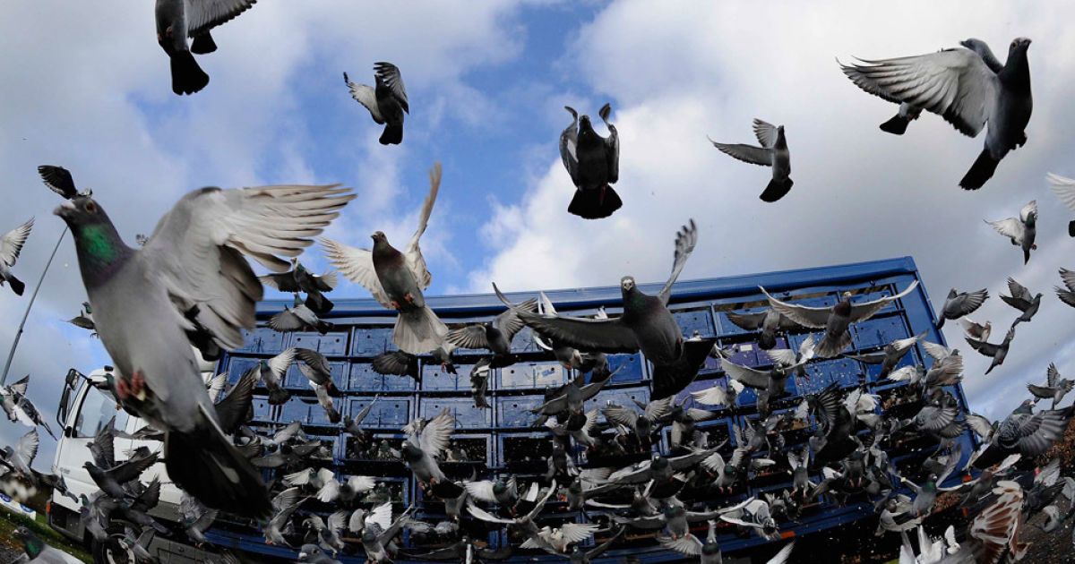 У Брюсселі придумали, як боротися з голубами