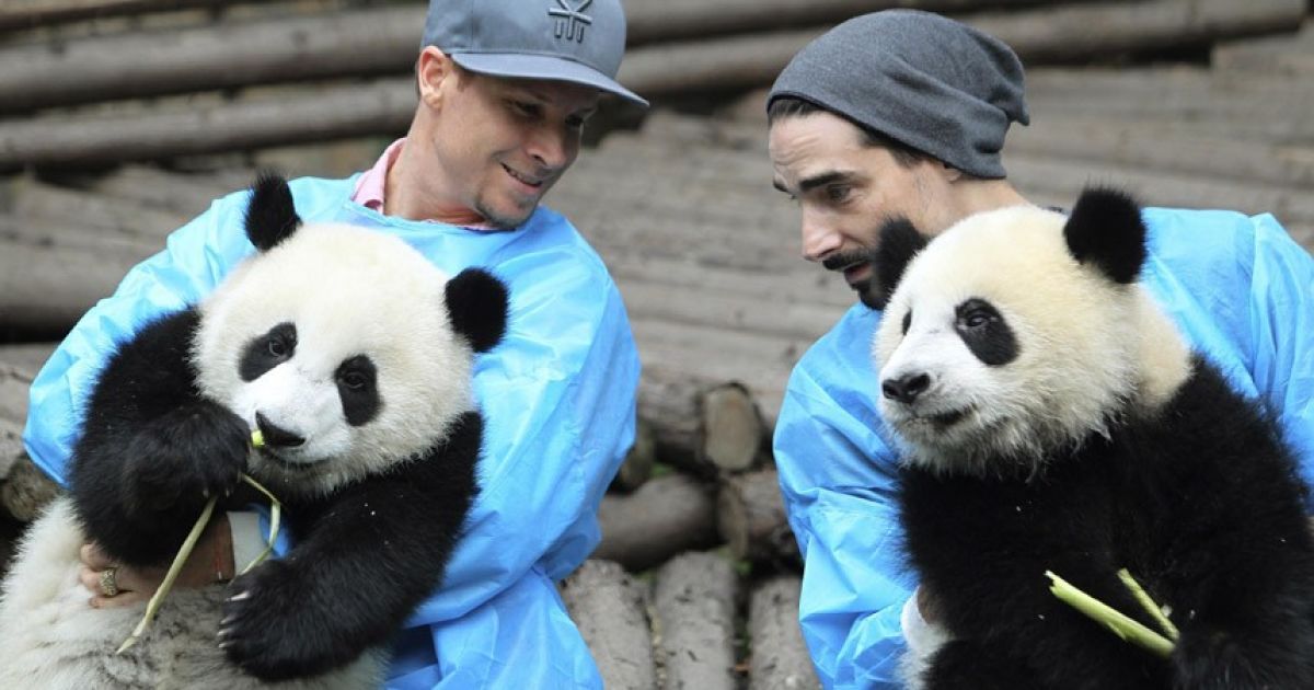 Учасники Backstreet Boys позують з гігантськими пандами