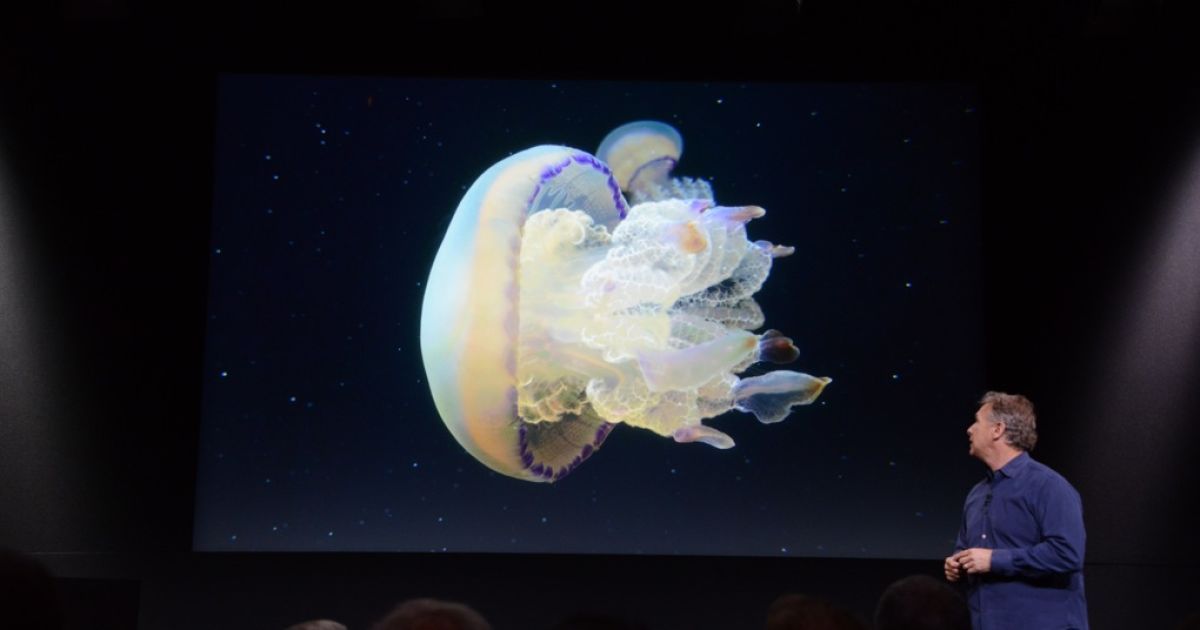 iPhone 5S / © The Verge