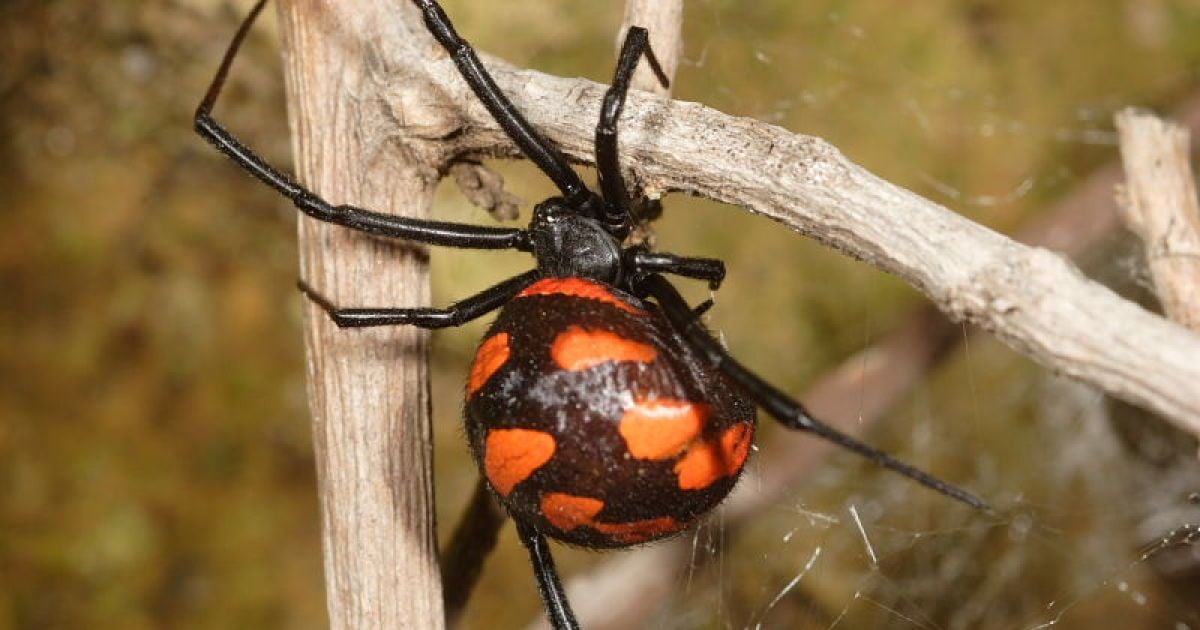 Лише укуси самок призводять до смерті.