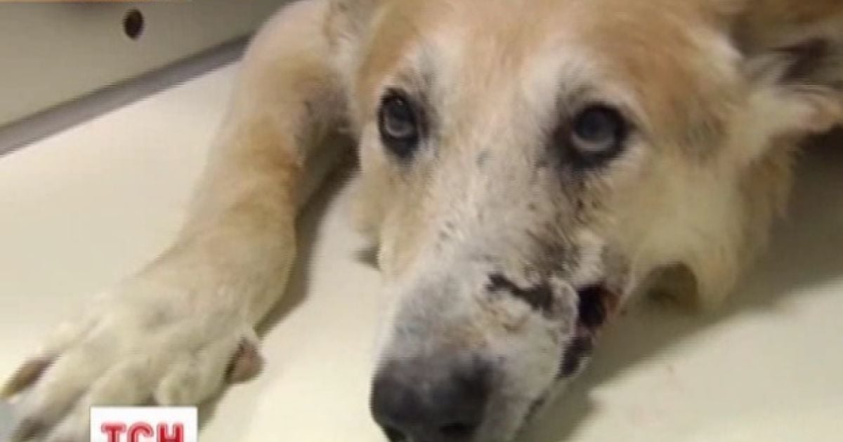 Собаці шукають нового господаря