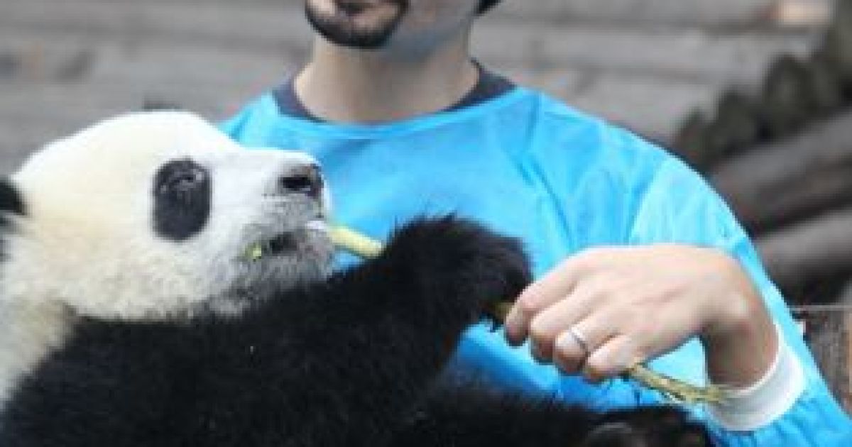 Backstreet Boys нагодували панд / © 5thelementexpeditions.com