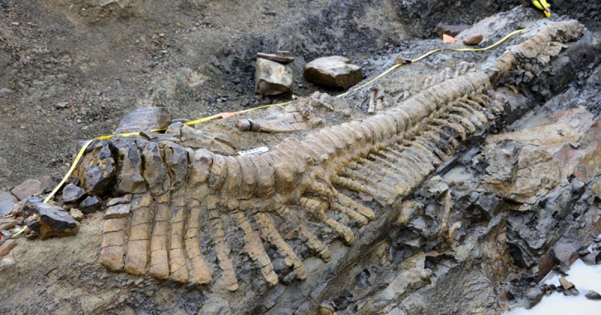 У Мексиці знайшли хвіст динозавра