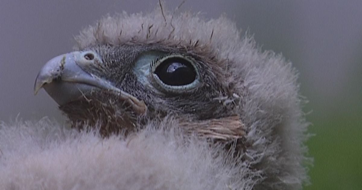 Соколеня повернулось до мами