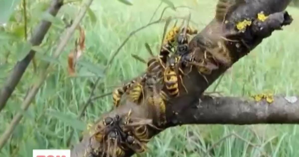 Шершні кусали чоловіка в голову