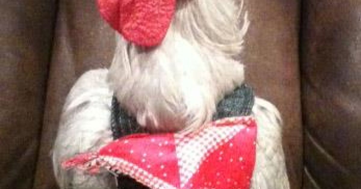 В США вигадали курячі підгузки. / © Рampered poultry