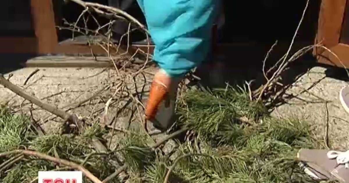 Від Міноборони вимагали не вирубувати ліс