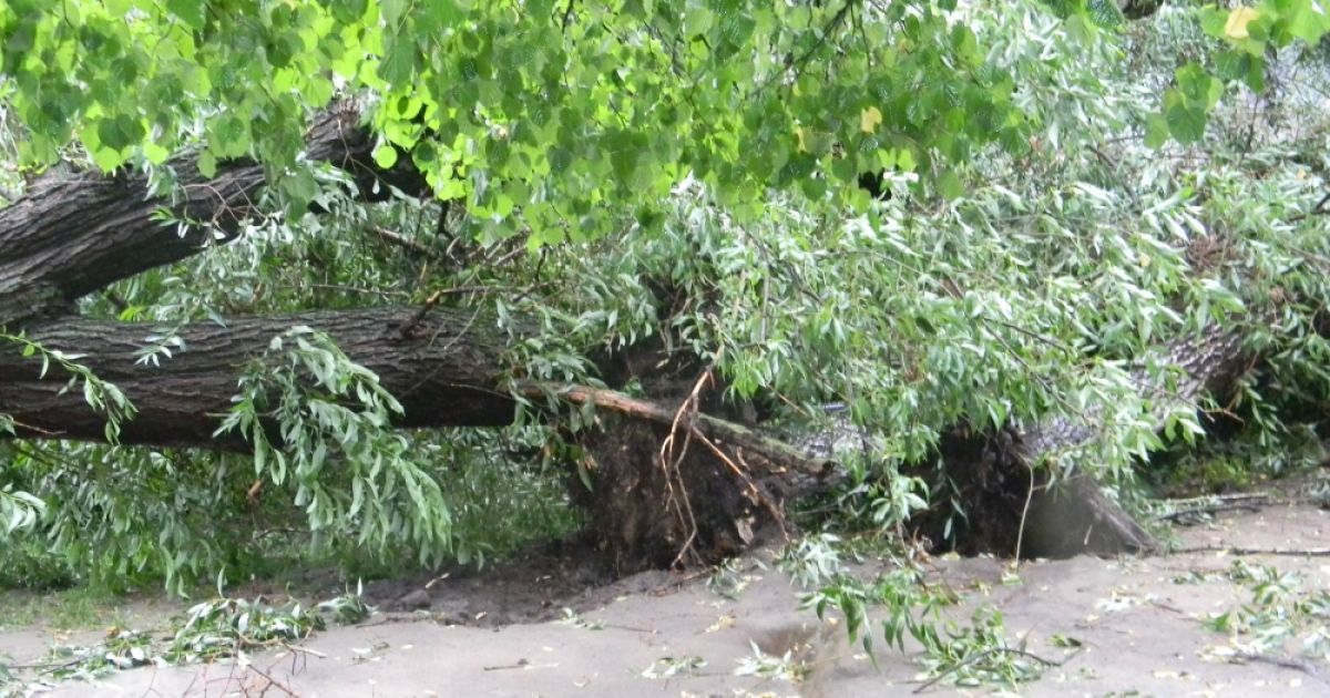 На Вінничині від негоди постраждали дерева та будинки / © gazeta.ua