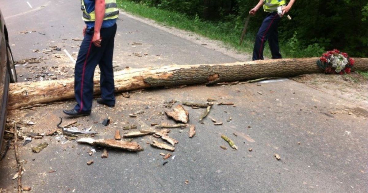 Під Києвом сосна "влучила" у два авто, що рухалися / © EUMETSTAT