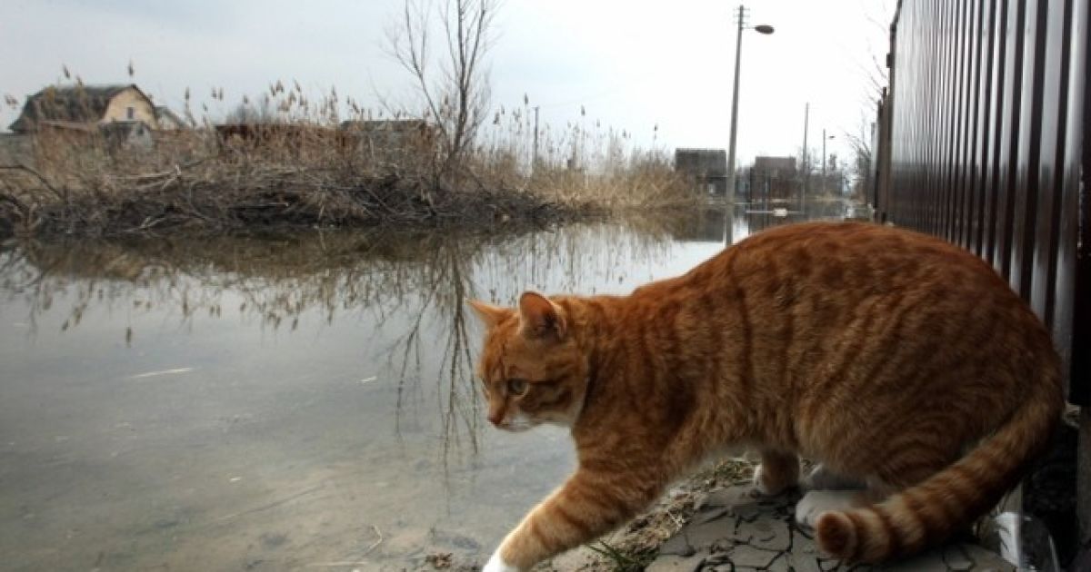 У селі Підгірці вода залила вулиці і будинки / © Сегодня
