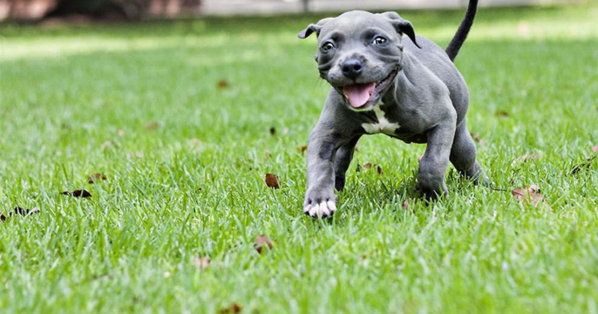 Пітбуль відгриз хазяїну пальці. Ілюстрація