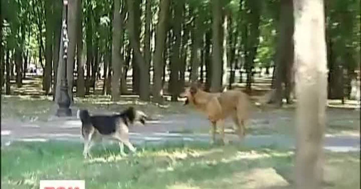 Киянам дедалі частіше перепадає від бродячих собак
