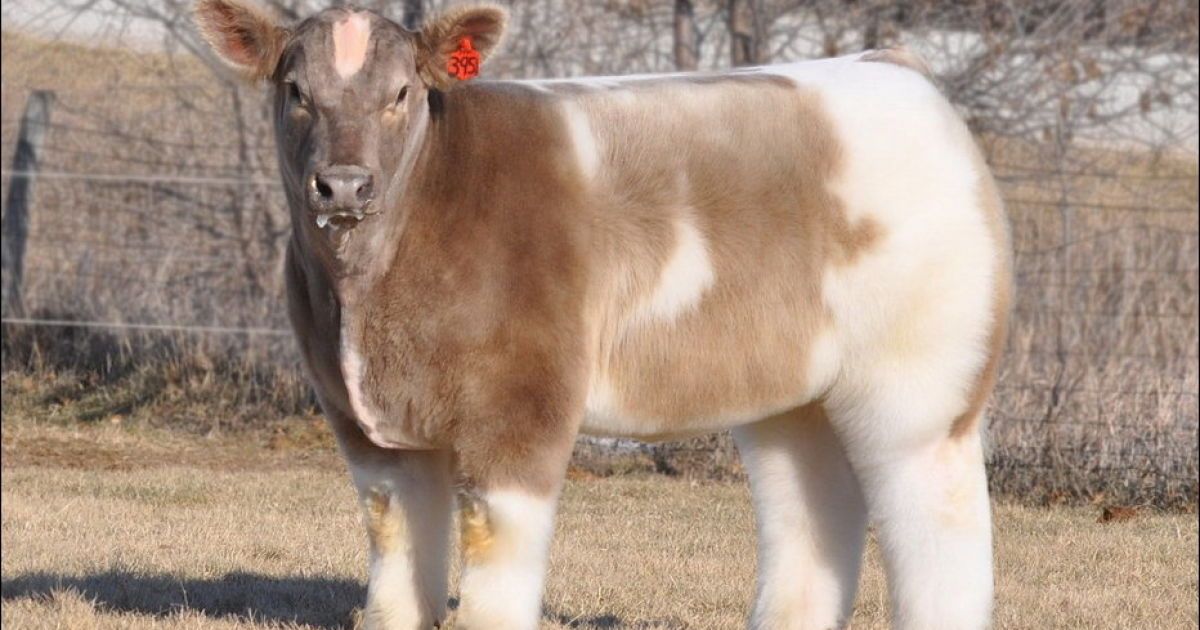 У США вирощують породу "плюшевих" корів