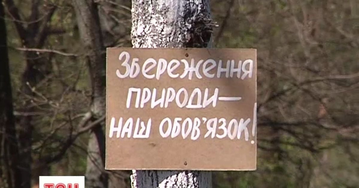В лісі залишилися тільки пеньки від старезних дерев