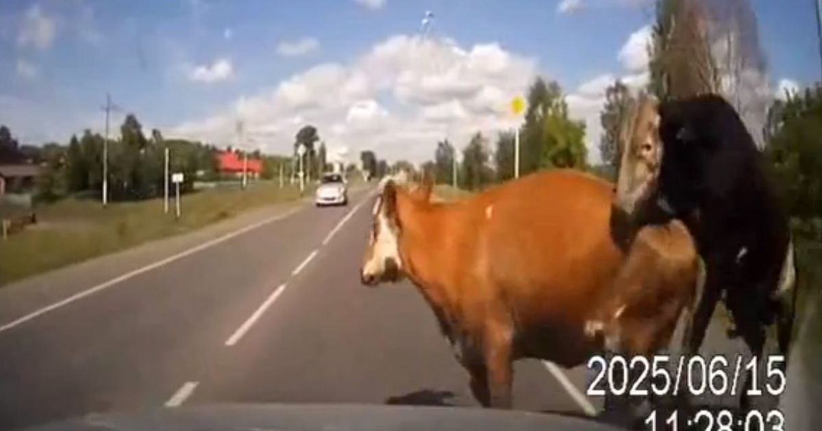 Водій збив бичка і корову, які намагалися зайнятися "сексом".