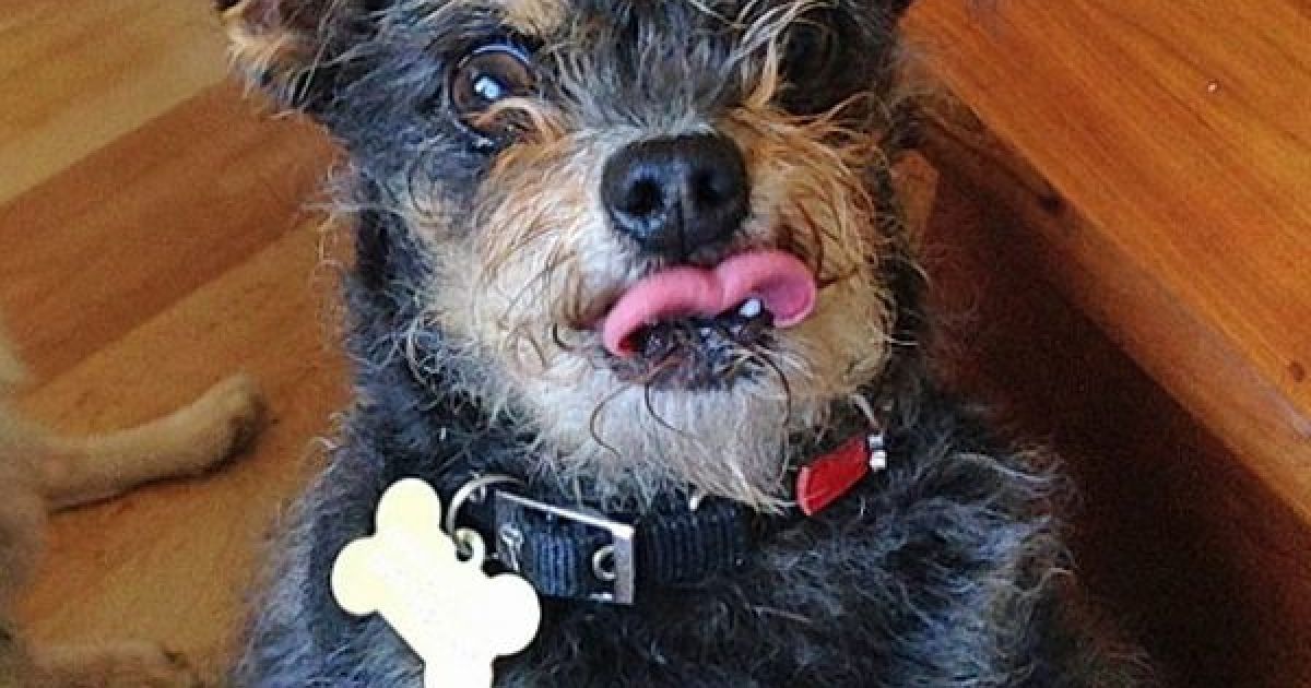 Найпотворніші собаки світу / © The Sun