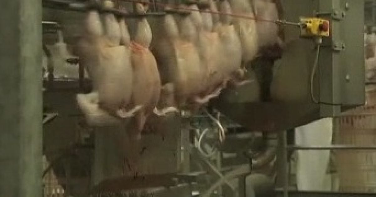 Українські бройлери лікуються, як люди - антибіотиками