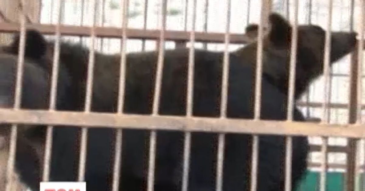 Російських клишоногих урятували від повені