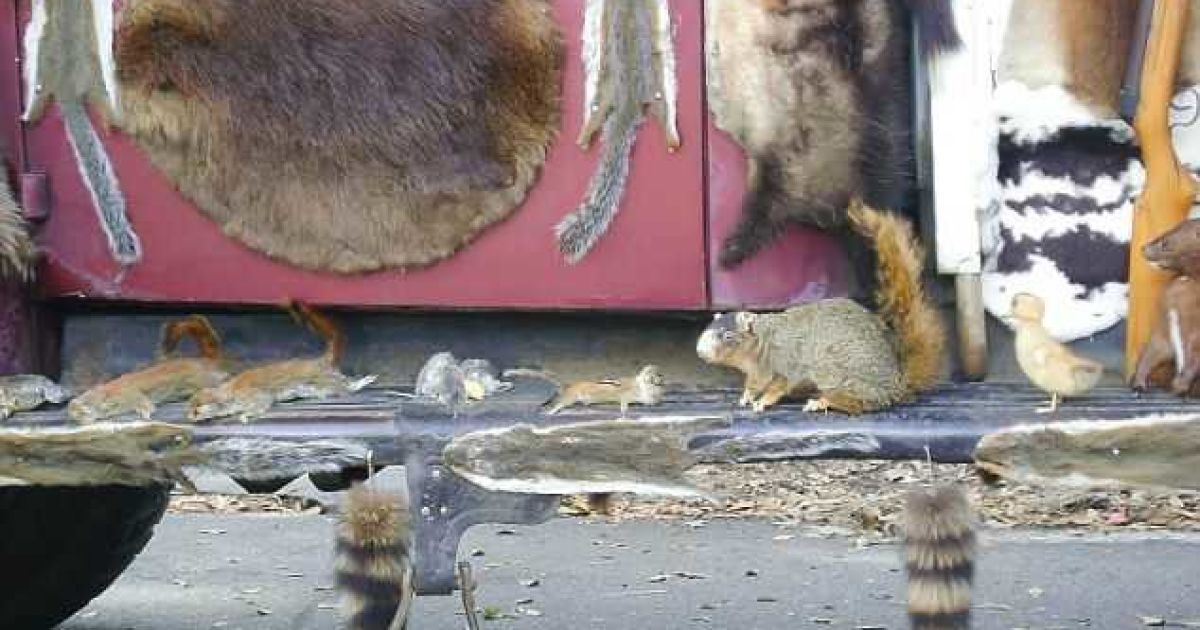 Американець перетворив свою машину на "кладовище тварин" / © Diane Dodd