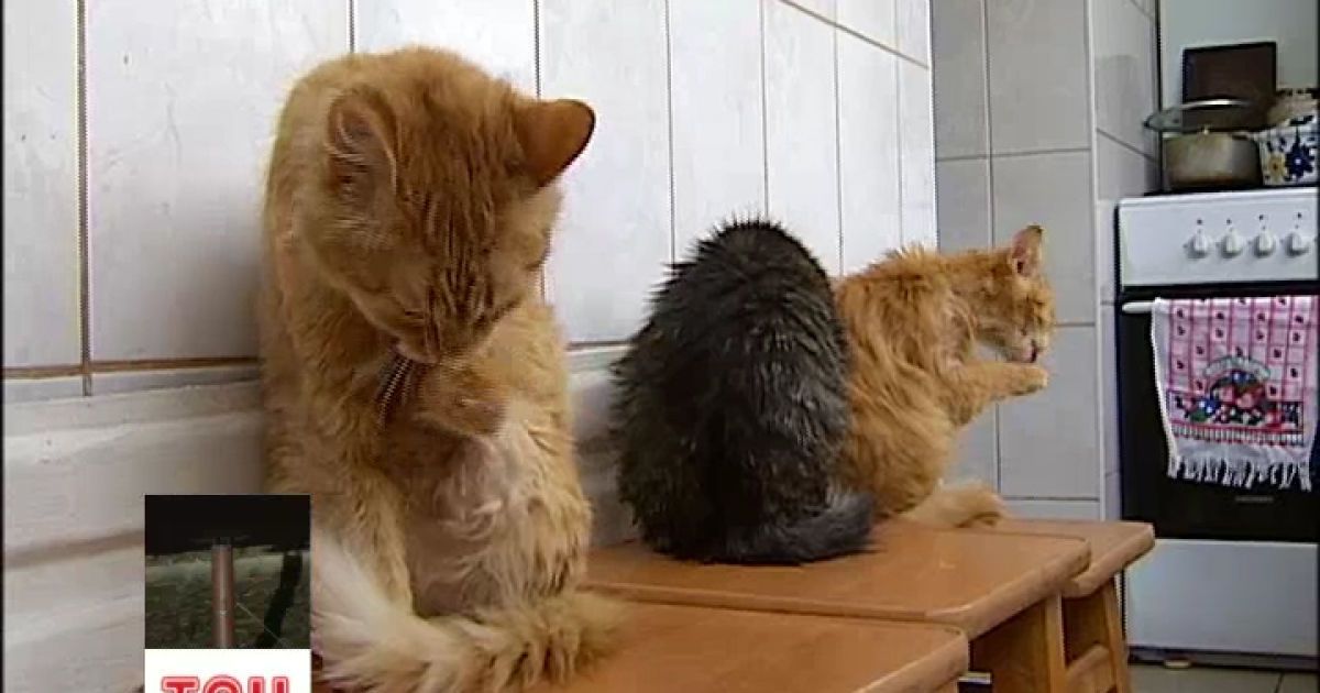 Голодні коти їли своїх кошенят