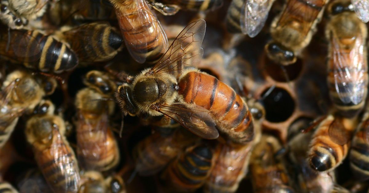 Бджоли закусали депутата до смерті.