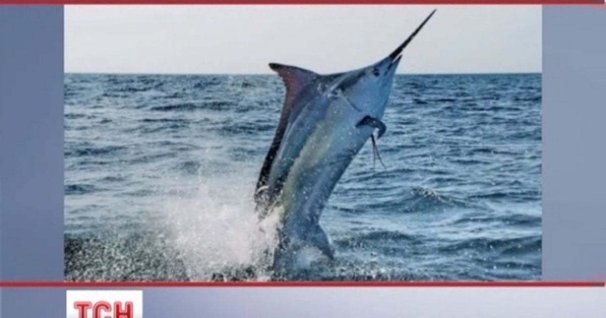 Чоловіку дивом вдалося уникнути поранень після нападу марліна