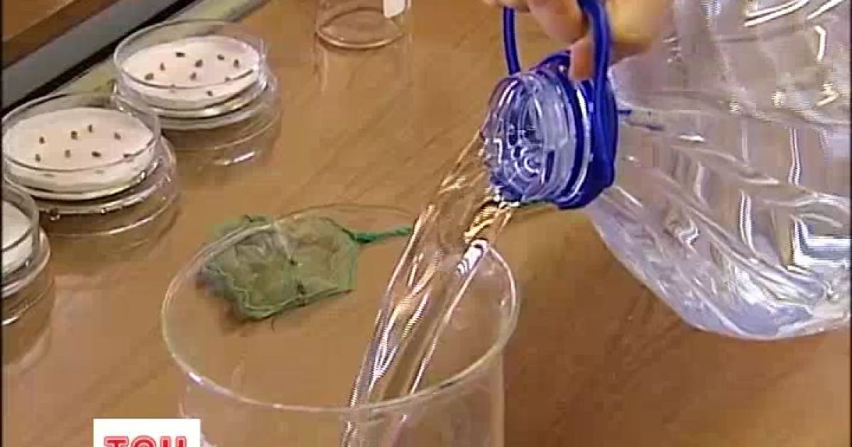 У воді з-під крана рибки гинуть за 25 хвилин