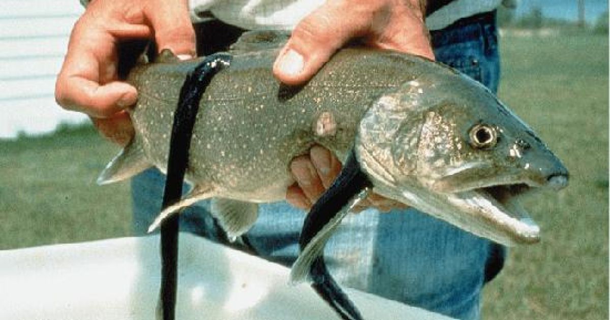 У США на риб почали нападати міноги