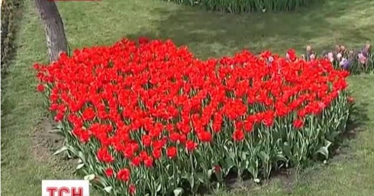 Кіровоградські квіткарі зібрали 60 сортів тюльпанів
