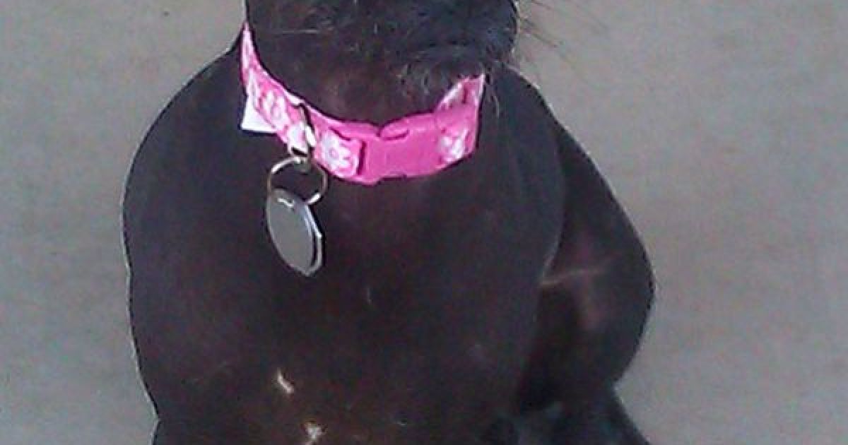 Найпотворніші собаки світу / © The Sun