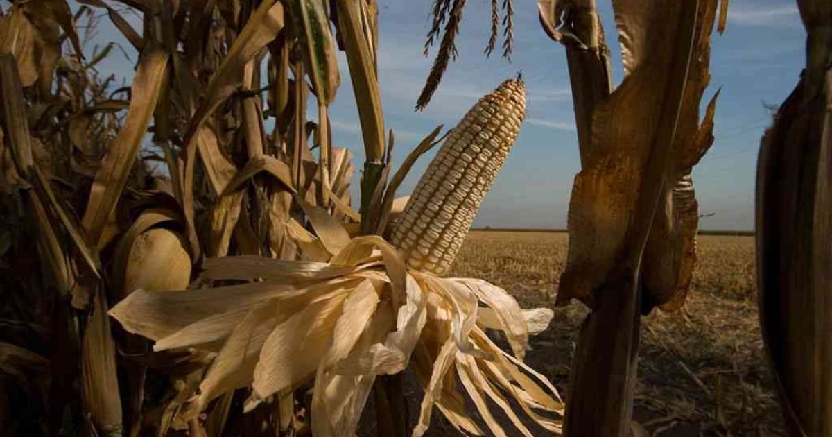 У полі загубився маленький хлопчик